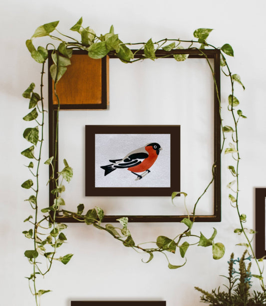 Bird Study : Robin | Modern Paint By Numbers Kit
