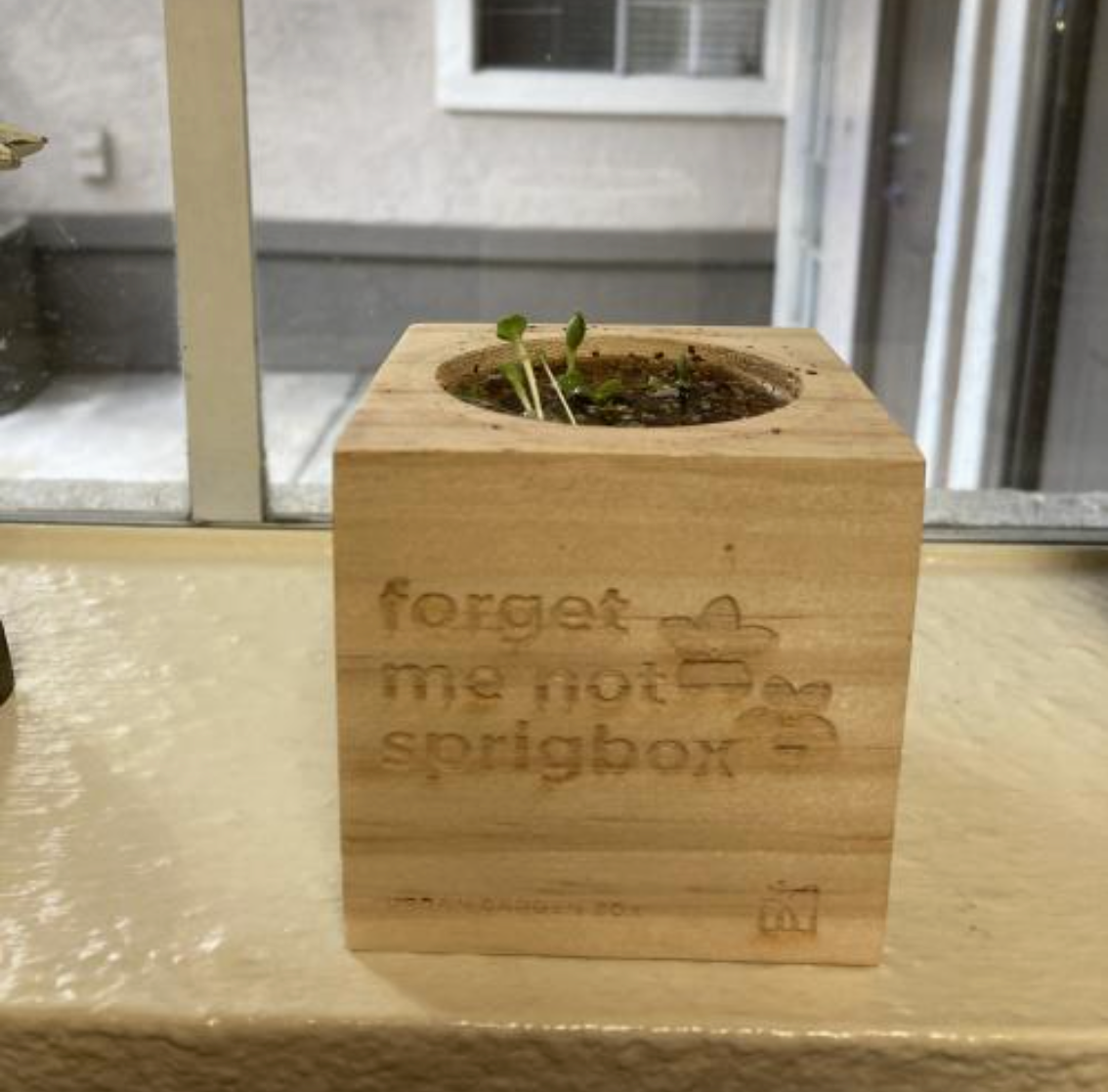 Forget Me Not grow kit
