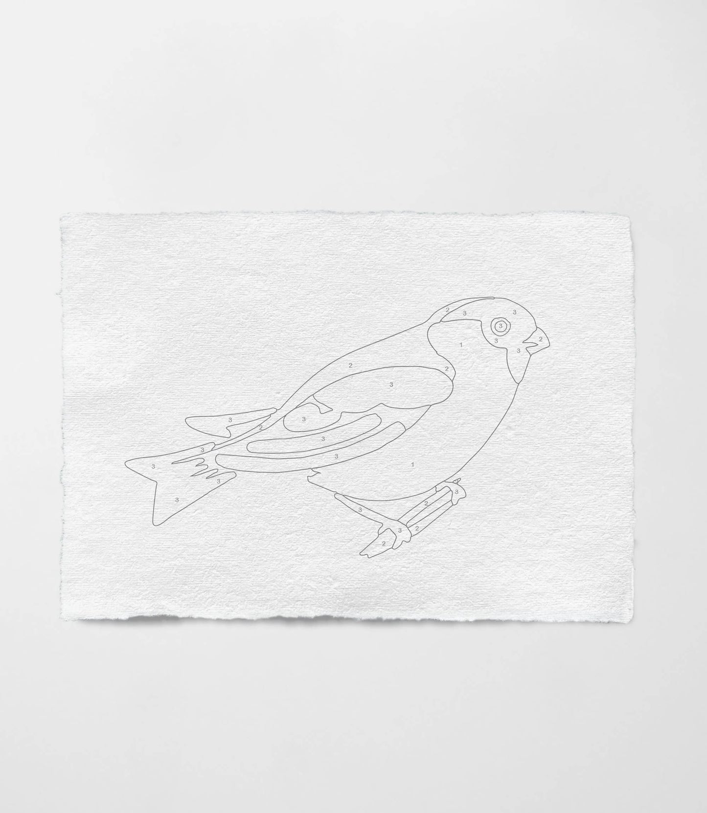 Bird Study : Robin | Modern Paint By Numbers Kit