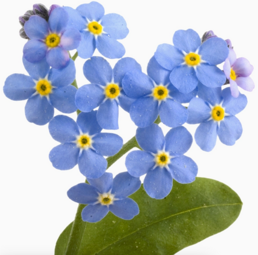 Forget Me Not grow kit